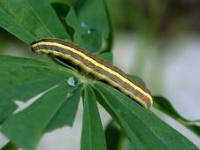 Caterpillar Of Butterfly Mamestra Pisi. Royalty Free Stock Photo Caterpillar Of Butterfly Mamestra Pisi. Royalty Free Stock Photo