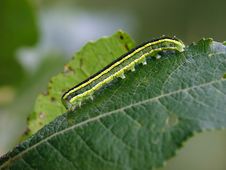Caterpillar Of Butterfly Vavestra Pisi. Royalty Free Stock Images Caterpillar Of Butterfly Vavestra Pisi. Royalty Free Stock Images
