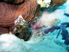 Fan Worm And Arrow Crab Royalty Free Stock Photography Fan Worm And Arrow Crab Royalty Free Stock Photography