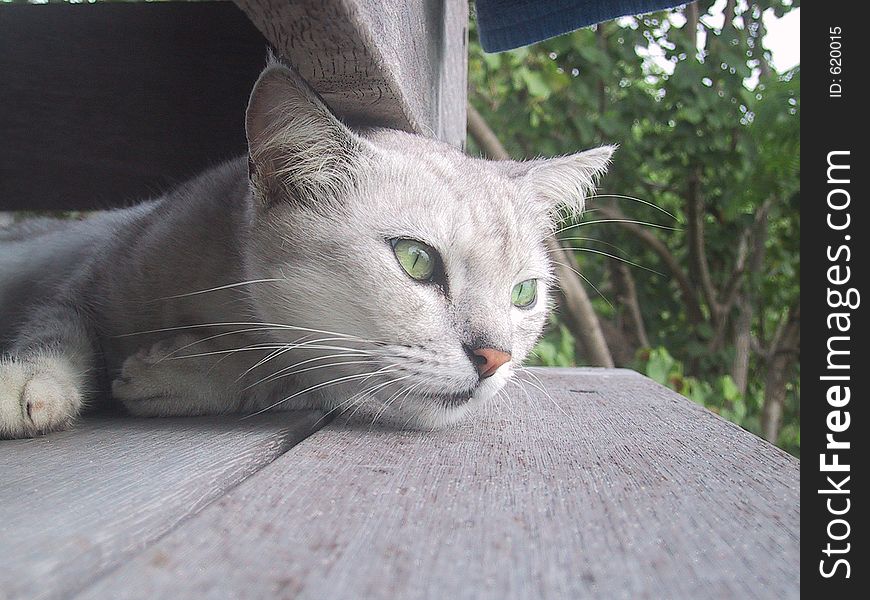 Grey kitty overlooking view on the balcony