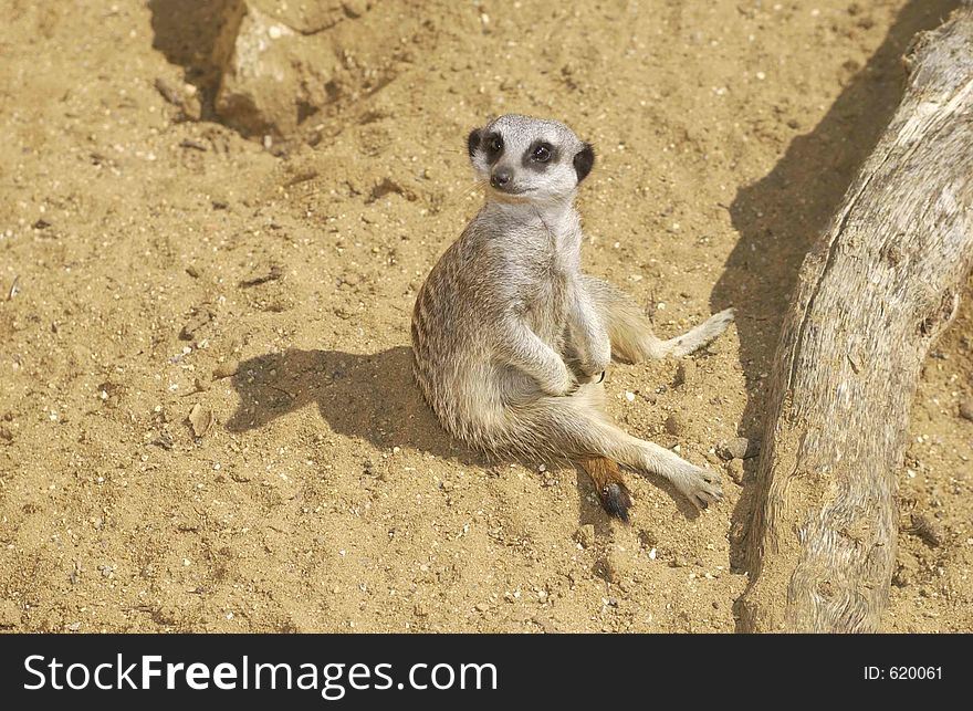 Meerkat sittin in the sand. Meerkat sittin in the sand
