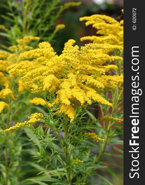 Yellow flower and plant