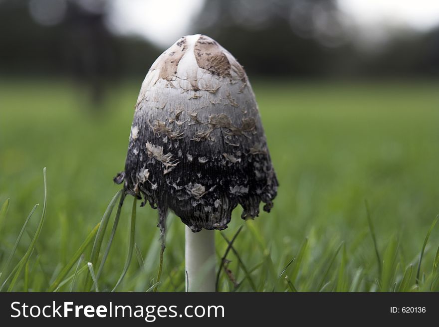 Mushroom Fungus