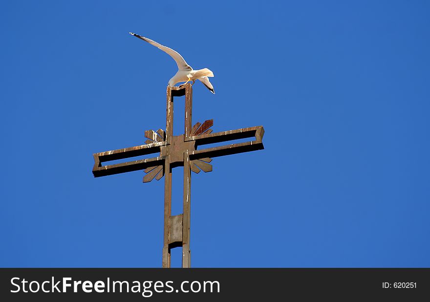 Rome Seagull Taking Off From A Cross