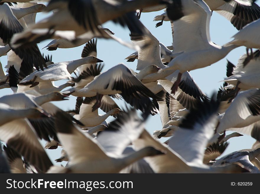 Flock of Snow Geese in Richmond, BC Canada