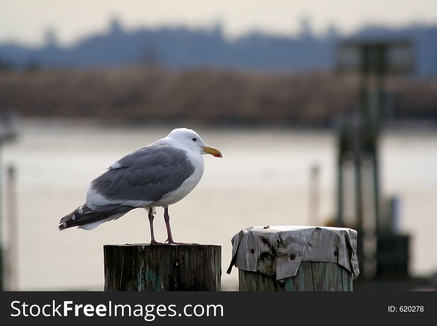 A Seagull keeping watch in Steveston BC, Canada