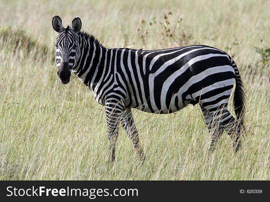 Zebra in the field