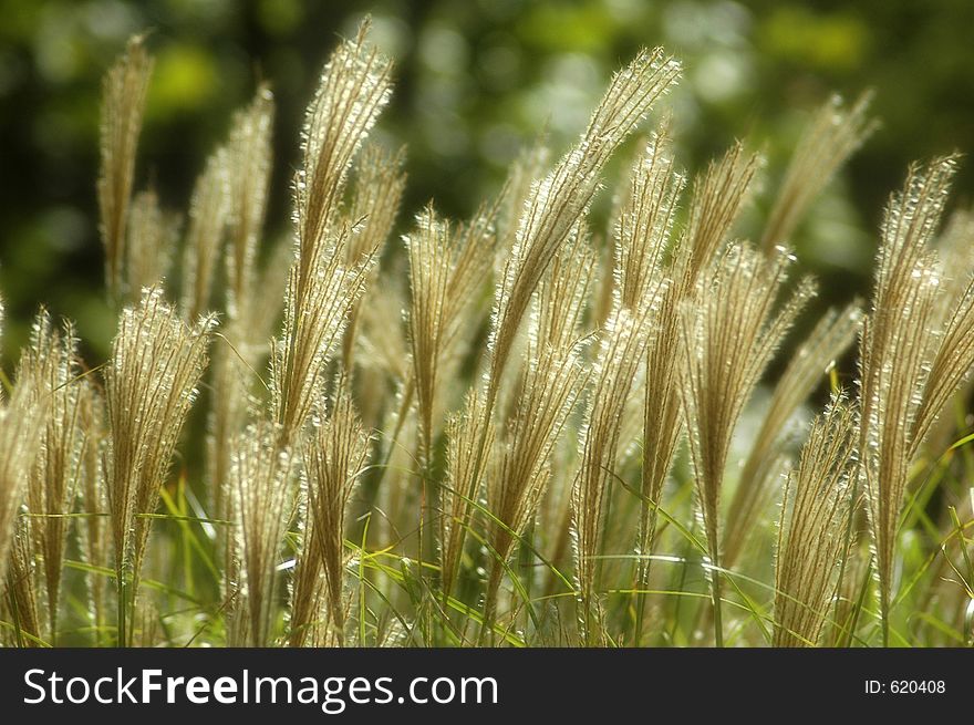 Grass in a summer meadow. Grass in a summer meadow.