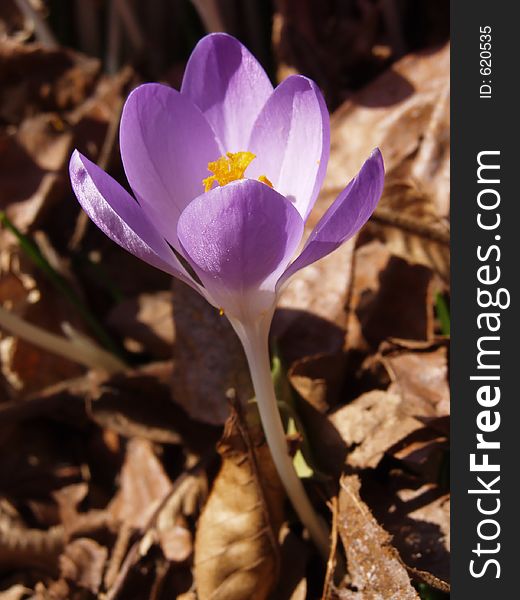 Single crocus pushing up through layer of dead leaves