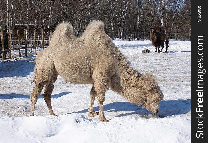 Camels at the zoo