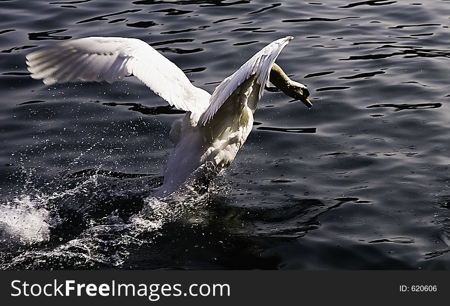 Bird (geese) fighting for food. Bird (geese) fighting for food