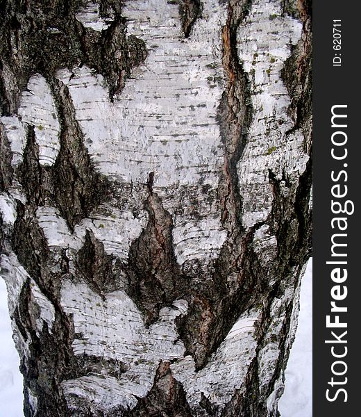 Trunk of birch