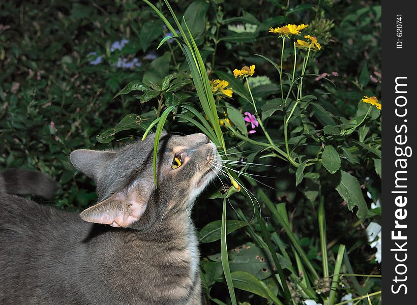 Cat pet greypaws in garden smelling plants in our backyard