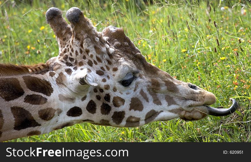 Giraffe tongue. Giraffe tongue