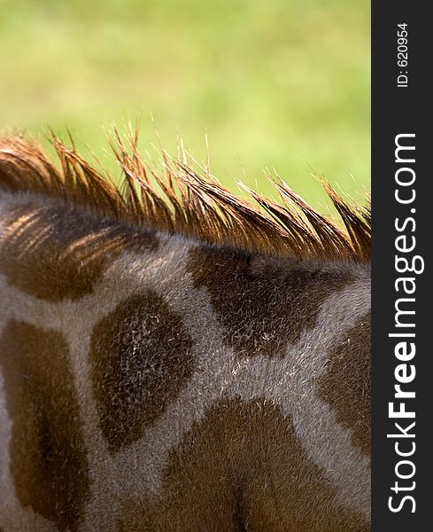 Giraffe's texture