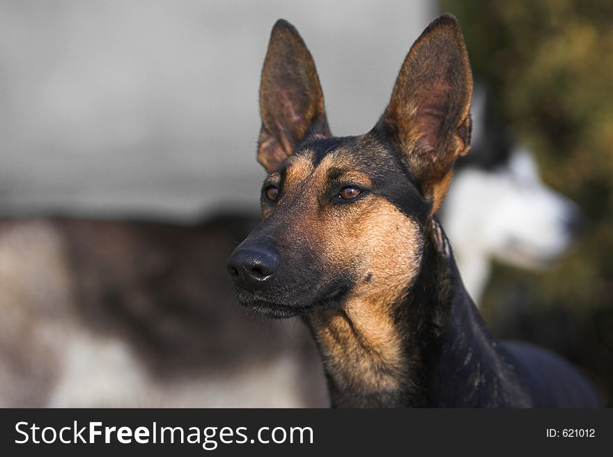 Dark haired german shepherd looking ahead