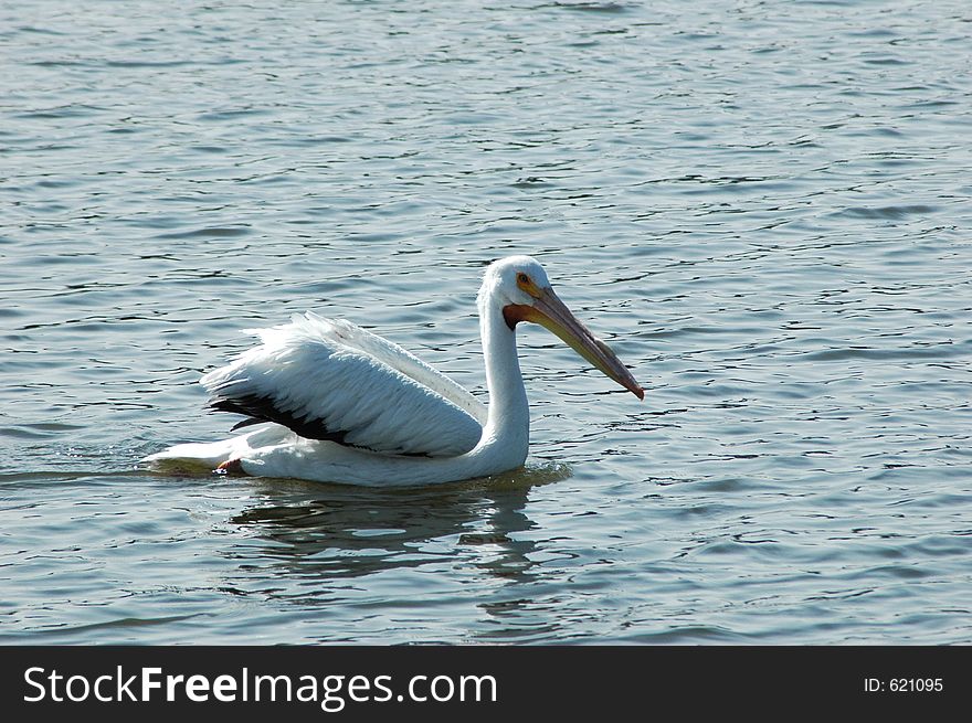 Pelican swimming in a lake