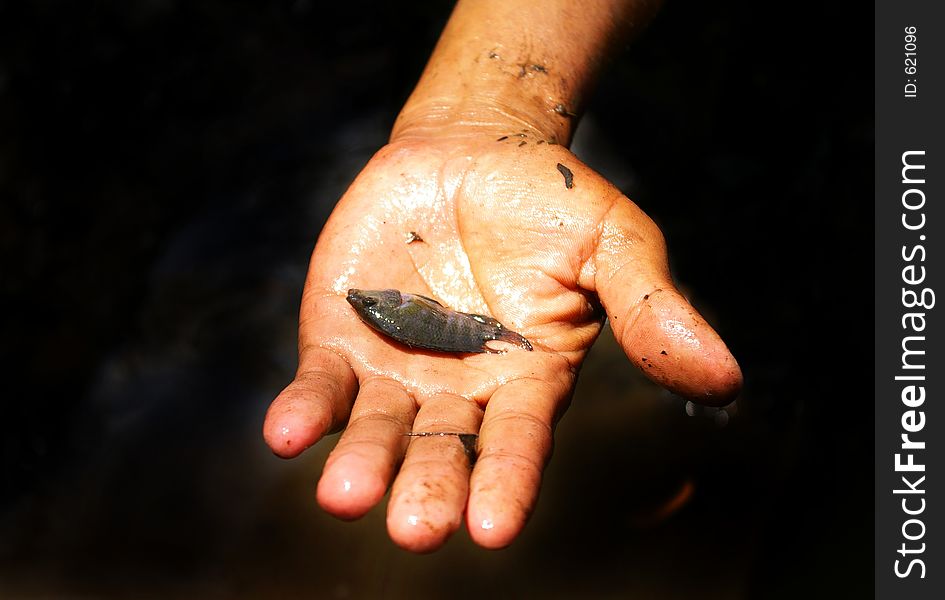 A small tilapia fish in a hispanic hand. A small tilapia fish in a hispanic hand