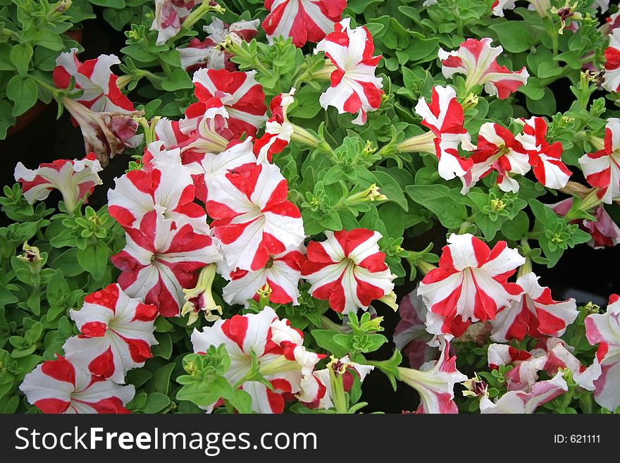 Striped Red And White Flowers