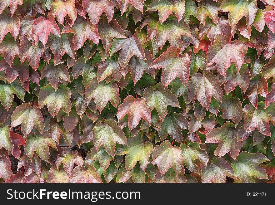 Leaf covered wall. Leaf covered wall.