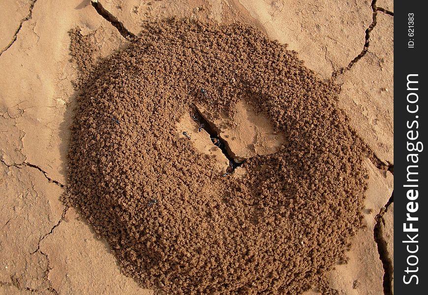 Photo of ant mound on dry earth. Photo of ant mound on dry earth