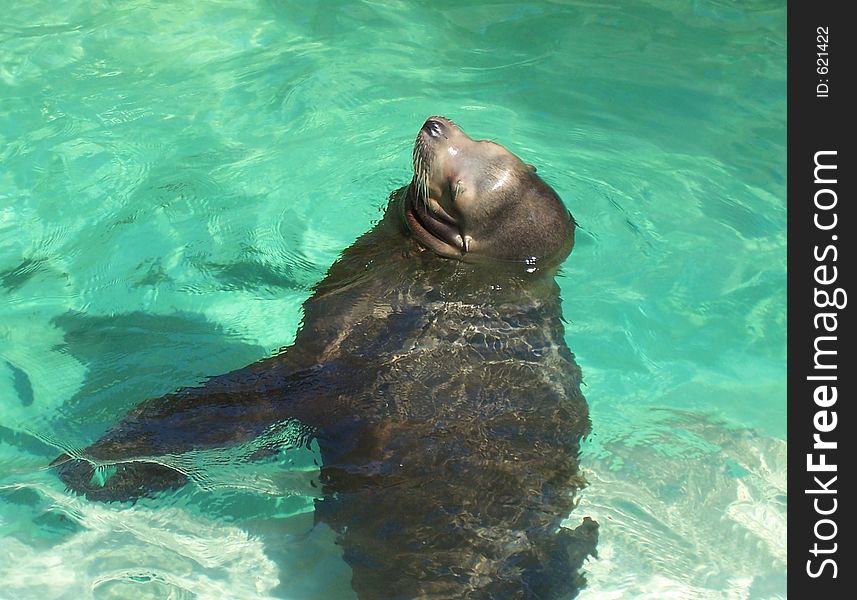 A sleeping sealion floating in the water