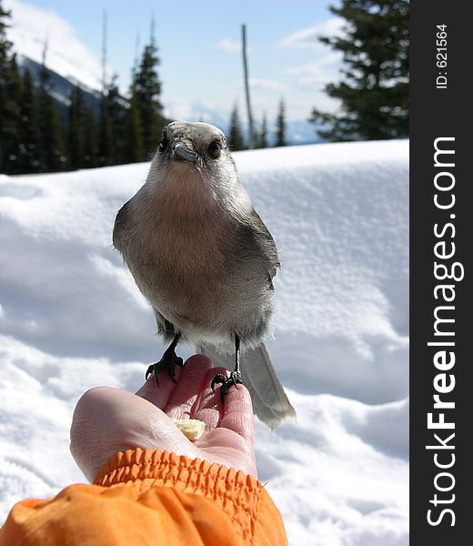 Feeding bird