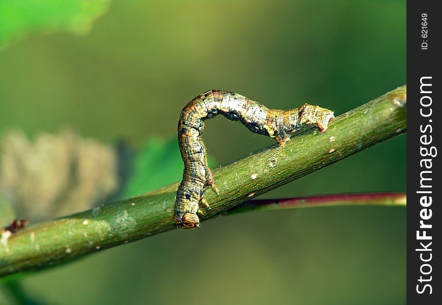 Caterpillar Of The Butterfly Of Family Geometridae.