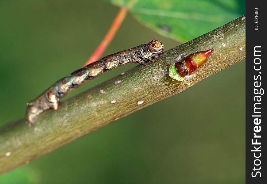 Caterpillar of the butterfly of family Geometridae.