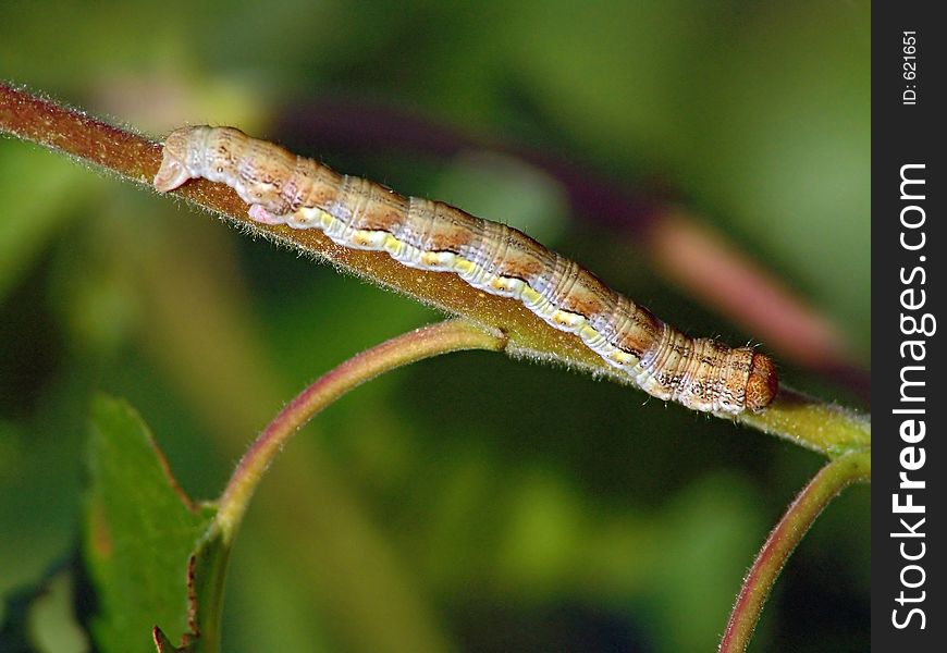 Caterpillar Of The Butterfly Of Family Geometridae.