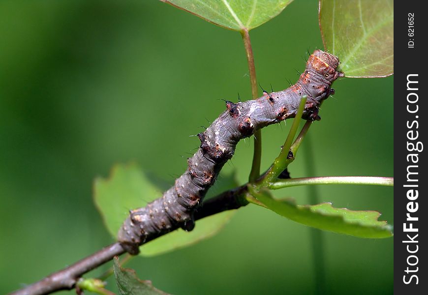 Caterpillar of the butterfly of family Geometridae.