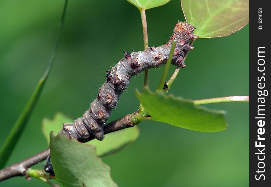 A caterpillar of family Geometridae (it is possible Phigalia pedaria) on a branch of an aspen. Has length of a body about 40 mm. The photo is made in Moscow areas (Russia). Original date/time: 2004:06:07 09:43:50. A caterpillar of family Geometridae (it is possible Phigalia pedaria) on a branch of an aspen. Has length of a body about 40 mm. The photo is made in Moscow areas (Russia). Original date/time: 2004:06:07 09:43:50.