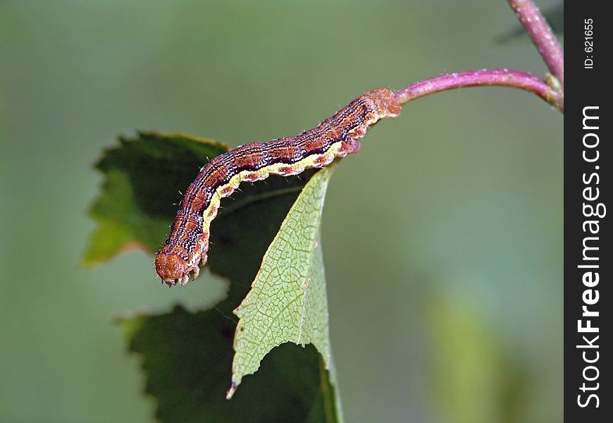 Caterpillar Of Butterfly Erannis Defoliaria Families Geometridae.