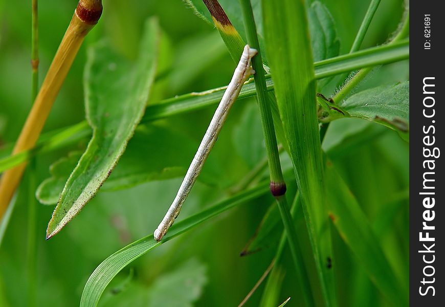 Caterpillar Of The Butterfly Of Family Geometridae.