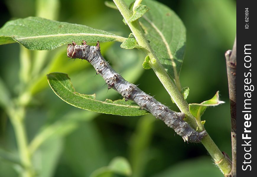 A caterpillar of family Geometridae on a willow. Has length of a body about 30 mm. The photo is made in Moscow areas (Russia). Original date/time: 2004:06:18 09:51:17. A caterpillar of family Geometridae on a willow. Has length of a body about 30 mm. The photo is made in Moscow areas (Russia). Original date/time: 2004:06:18 09:51:17.