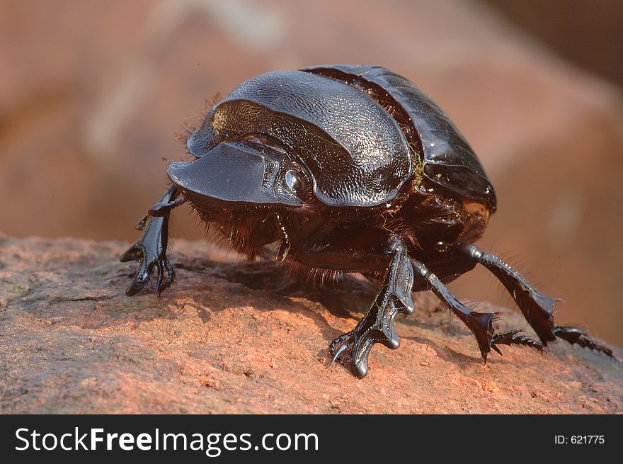 Goliath dung beetle