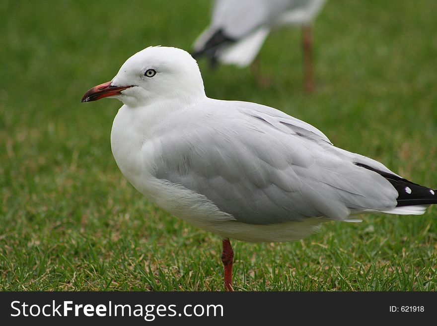 Keeping a watchful eye, this seagull stayed motionless while i took this shot. Keeping a watchful eye, this seagull stayed motionless while i took this shot.