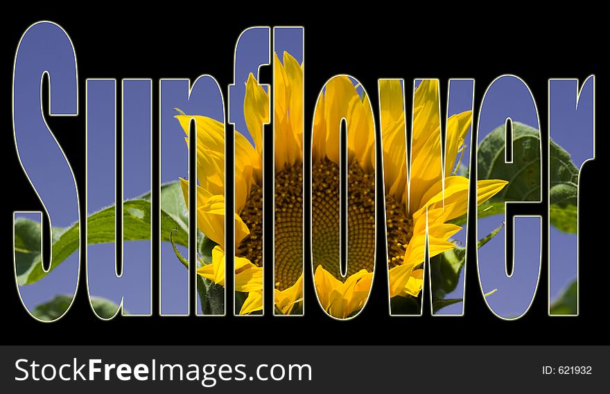 An image of a sunflower inside the word sunflower. An image of a sunflower inside the word sunflower