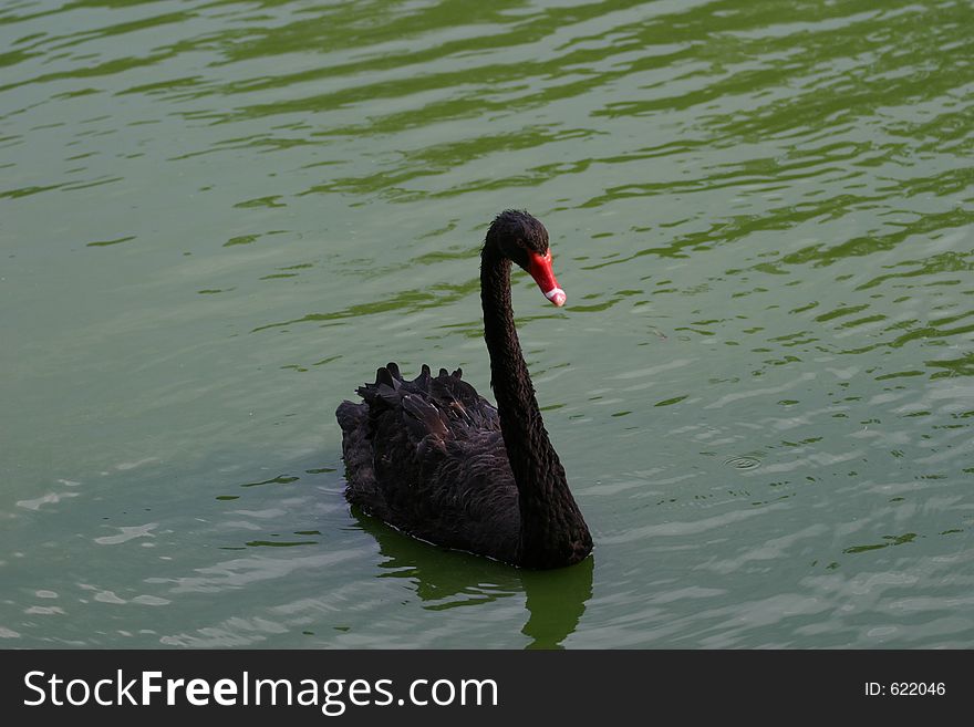 Black Swan in water