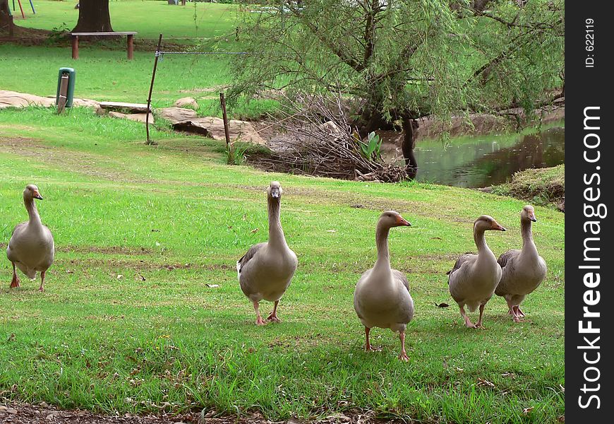 Geese Walking in a Group. Geese Walking in a Group.