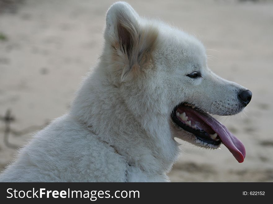 Pic of my White Samoyed Dog, i have plenty more if you are looking.