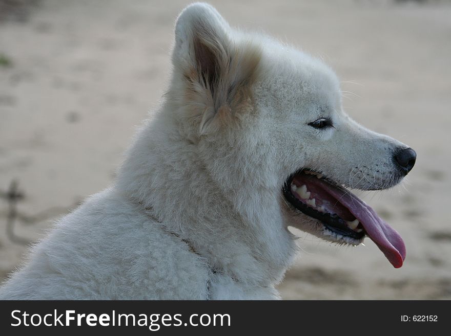 White Samoyed