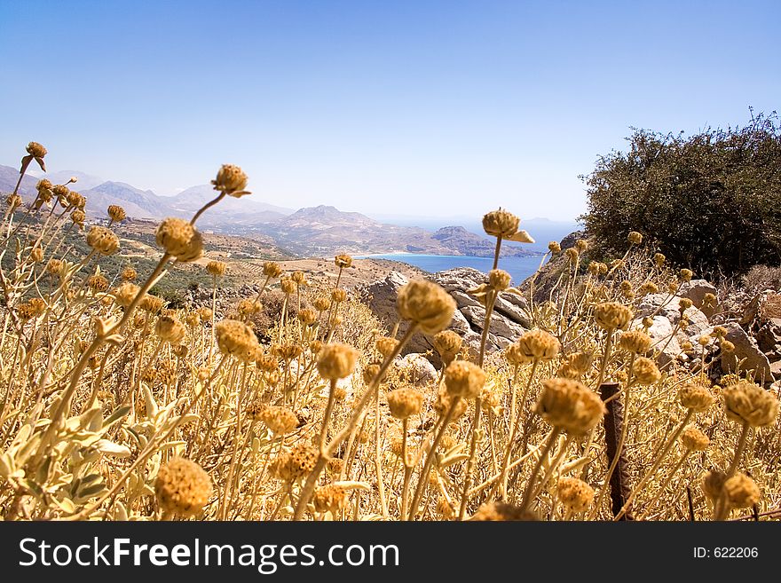 Flowers in front of a lovely coastline.