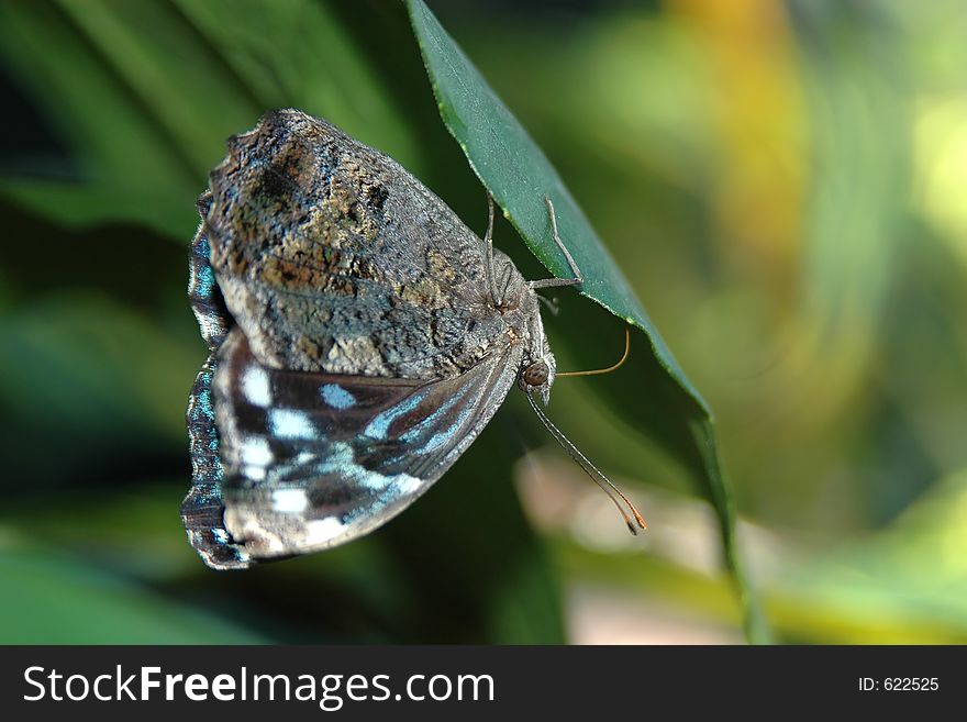 Butterfly on leaf close-up