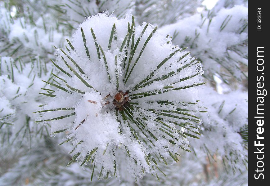 Branch of pine with snow