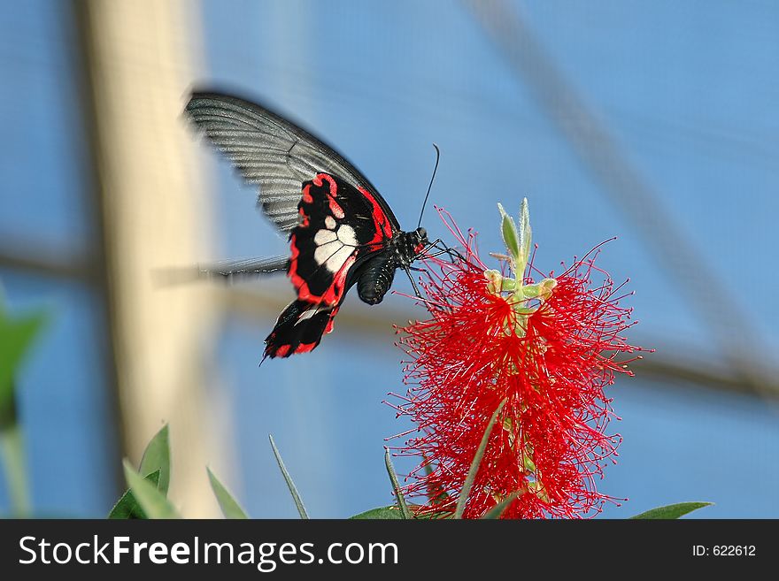 Large Mormon (papilio Memnon) On Red Flower