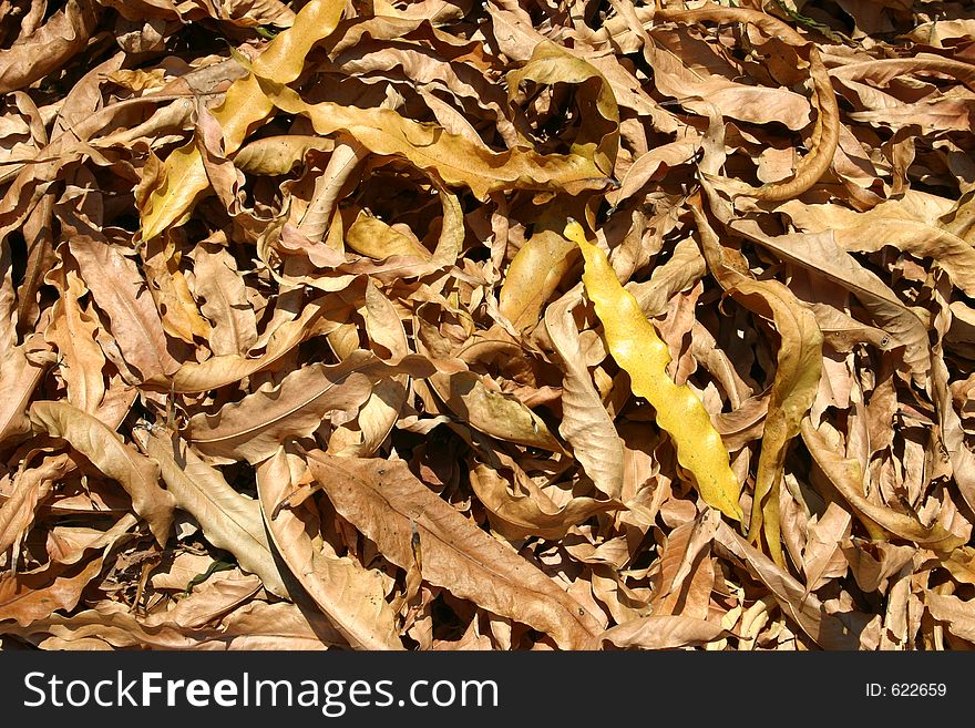 Yellow dry leaves on the ground.