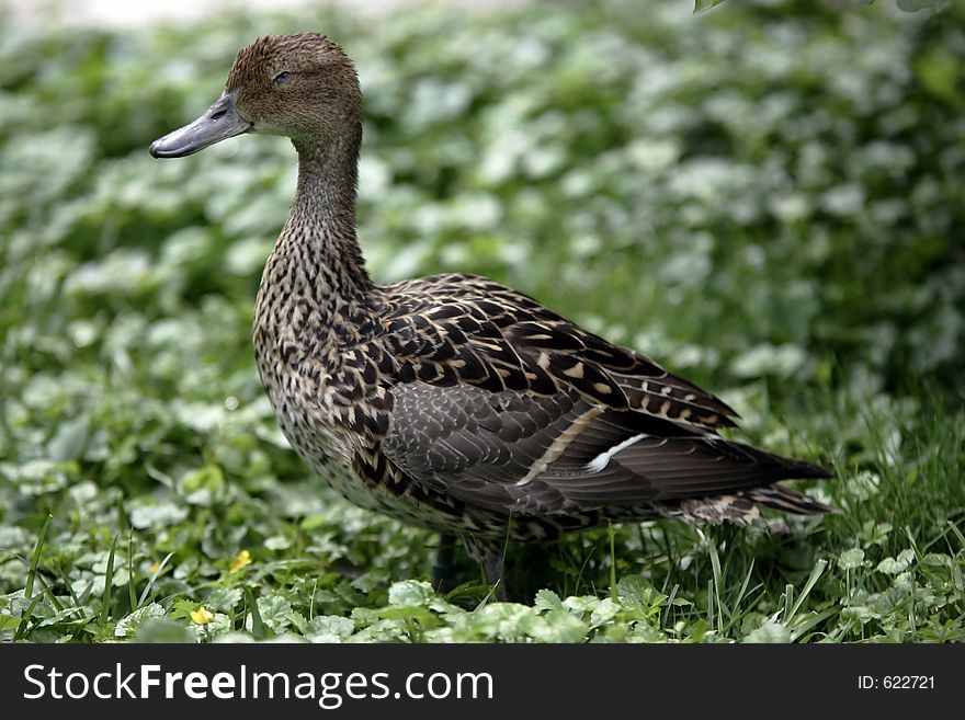 Female Duck on grass