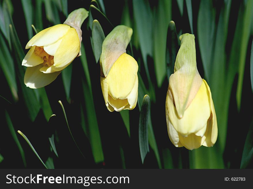 3 blooming daffodils. 3 blooming daffodils