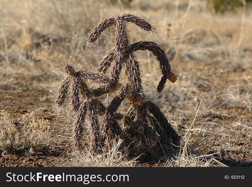 Catus during the winter months. Catus during the winter months